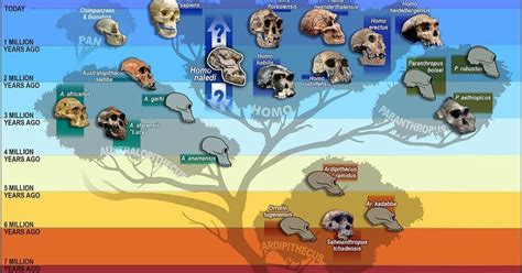 Homo sapiens is #9. Who were the eight other human species?