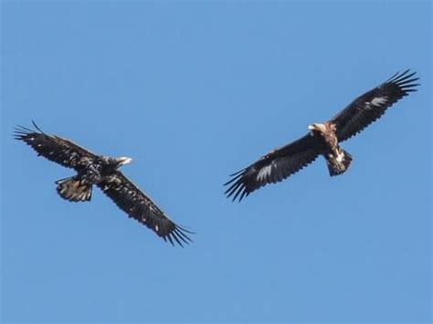 Juvenile Golden Eagle Flying