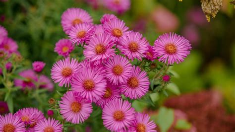 24 Gorgeous Types of Aster Flowers (#11 Is Wow)