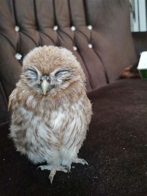 Very small baby owl : r/illegallysmolbirbs