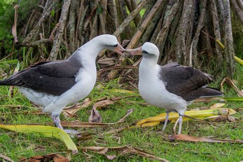 What Kauai is doing to protect the Laysan albatross