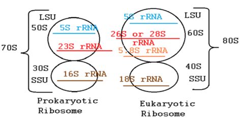 What are two types of ribosomes, what does each do?