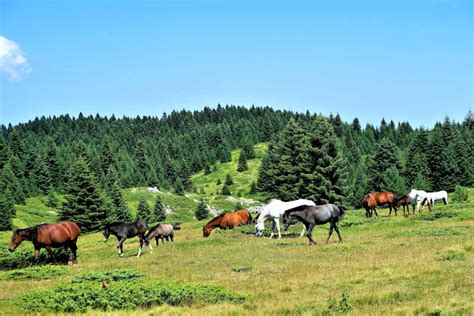 Horse Colors: Guide to Equine Coat Shades - All About Horses