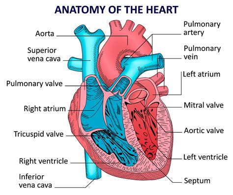 Heart Diagram Parts And Functions Heart Anatomy: Labeled Dia