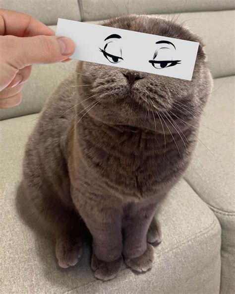 Guy Uses Funny Face Cutouts To Make His Cats Look Hilariously Emotional (15 Pics) | DeMilked