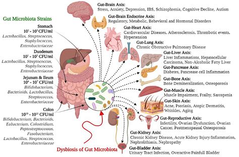 Human Gut Microbiota