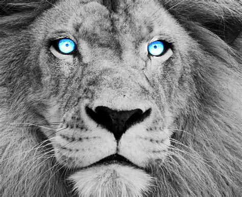 Blue Eyed Lion by DarkMntnDzns on DeviantArt