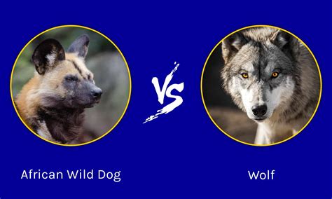 African Wild Dog vs Wolf: Key Differences - A-Z Animals