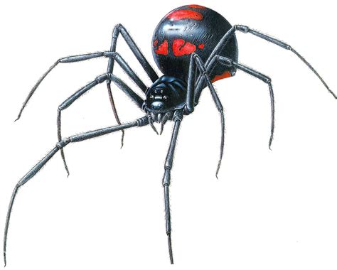 Animal Photo: Black Widow Spider (Latrodectus)