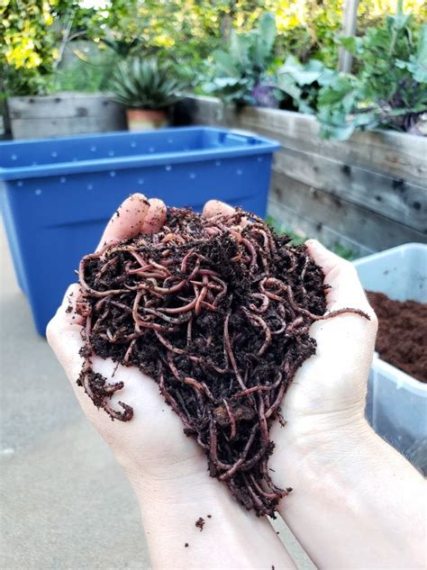 Vermicomposting 101: How to Make & Maintain a Simple Worm Bin ~ Homestead and Chill