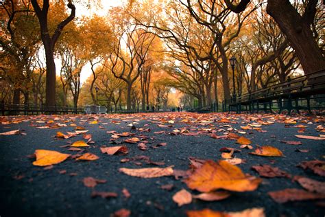 Central Park Fall Wallpapers - Top Free Central Park Fall Backgrounds ...