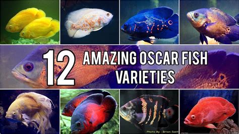 Types Of Oscar Fish For Aquarium - Aquarium Views