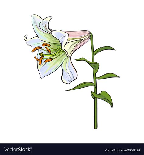 Single white lily flower with stem and leaves Vector Image