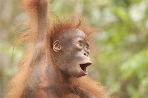 baby orangutan photos taken on my Borneo orangutan tours