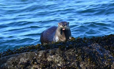 Sea Otter: Appearance, Habitat, Facts, and More - Ocean Info