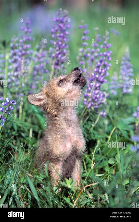 Wolf Pup howling Stock Photo - Alamy