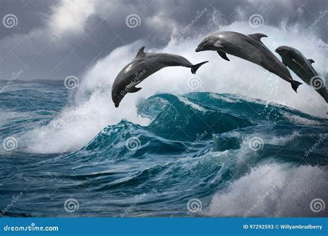 Three Beautiful Dolphins Jumping from Ocean Wave Stock Image - Image of nature, flipper: 97292593