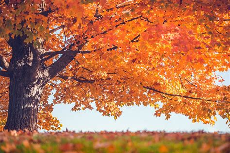 Maple leaf, trees, leaves, fall HD wallpaper | Wallpaper Flare