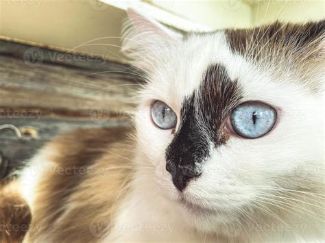 Cute White Cat Blue Eyes