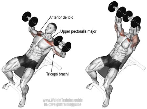 Decline Dumbbell Bench Press Muscles Worked