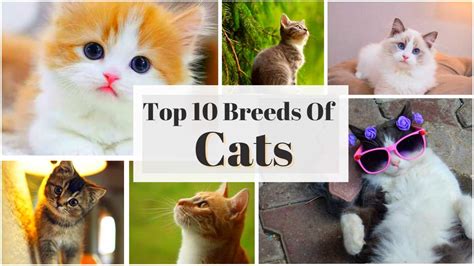 Top 10 Cat Breeds in the World