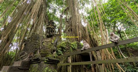 Monkey Forest Ubud Bali - Things Need To Know Before Visiting