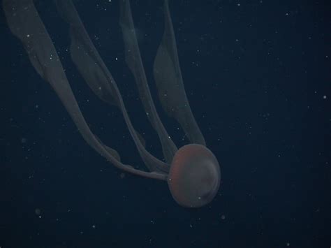 Rare Photos of Giant Phantom Jellyfish from 3,200 Feet Under the Sea ...