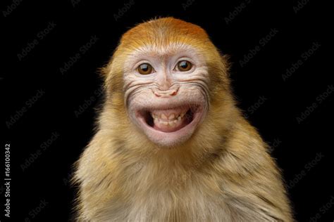 Funny Portrait of Smiling Barbary Macaque Monkey, showing teeth Isolated on Black Background ...