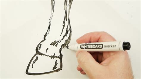 How to Draw a Horse Hoof Easy 🐴 Drawing on a Whiteboard - YouTube