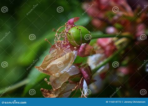 Green Unripe Rainier Cherry Berries with Withering Blossom Attached in Detail, Macro Close Up ...