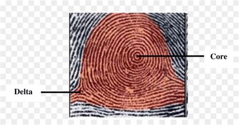 Fingerprint Pattern Download Scientific - Plain Whorl Fingerprint, HD ...