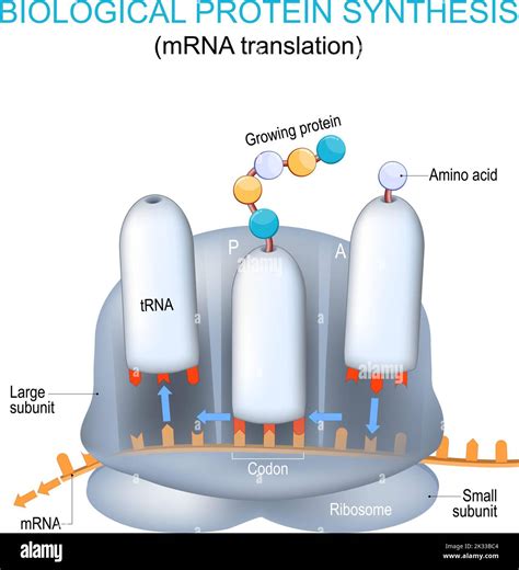 Mrna ribosomes Stock Vector Images - Alamy