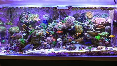 My Reef Aquarium » imsolidstate