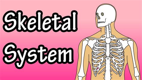 Skeletal System Function