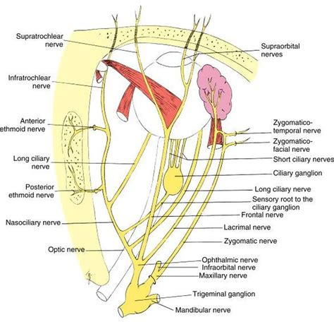 Pictures Of Ciliary NervesHealthiack