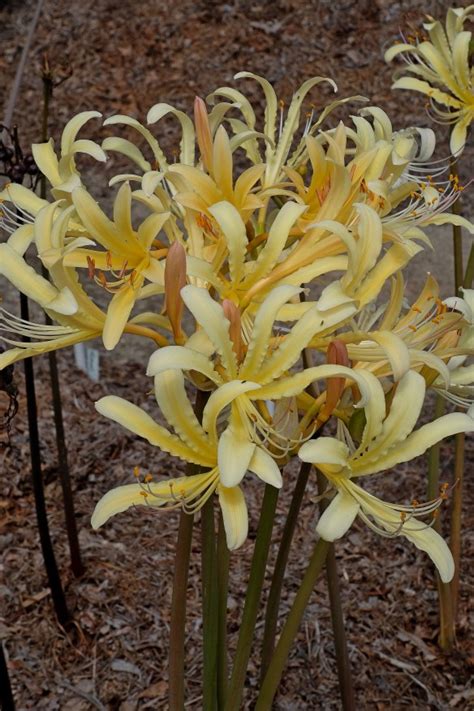 Lycoris surprise – the late season