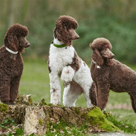 Poodle Colors: 12 Amazing Color Variations From Common To Rare