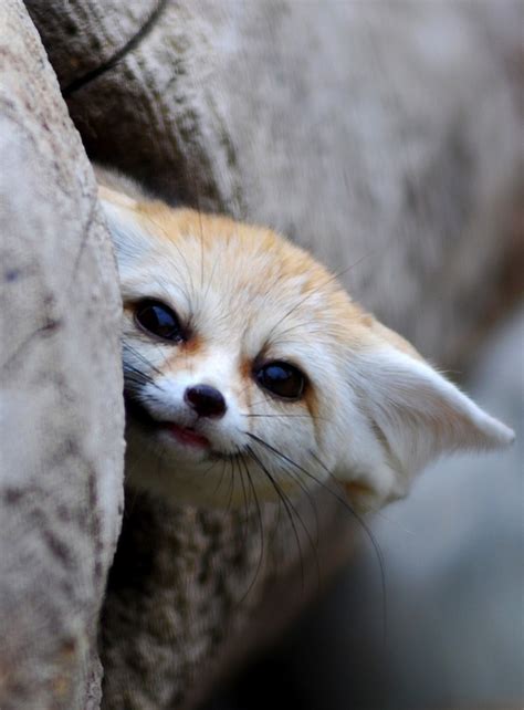 The Fennec Fox is the Most Adorable Animal in the World