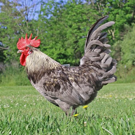 About Olive Egger Chickens: Enchanting, Green Egg Laying Chickens