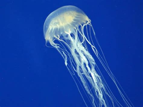 Aussie researchers may have found an antivenom for box jellyfish | Australian Doctor Group