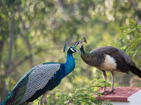 Congo Peafowl: Is This Animal Endangered?