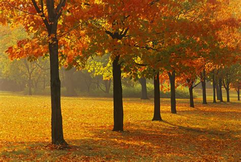 10 Maple Trees for Best Fall Color