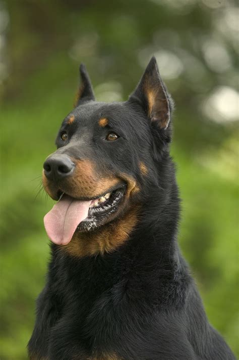 Beauceron Puppies For Sale Uk : Hush Puppies Boots For Men Hush Puppy Boots Uk / We want to hear ...