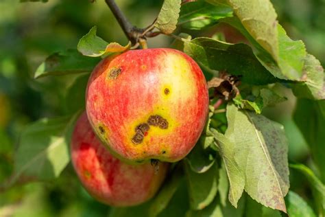 Everything You Need To Know About Apple Scab & How To Treat It — Birch Tree Care