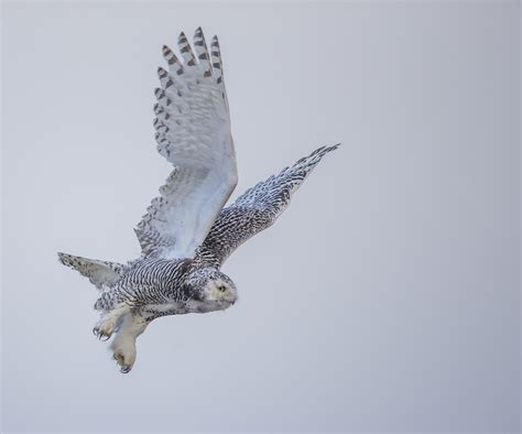 Snowy Owl Flying