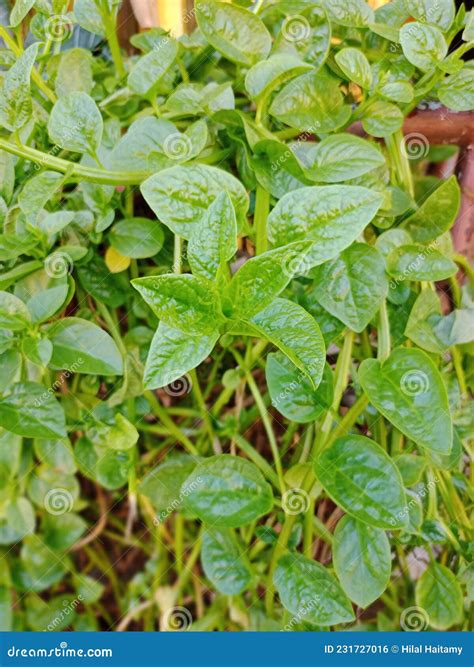 This is a Binahong Plant, the Leaves are Predominantly Green, Common for Herbs. Stock Photo ...