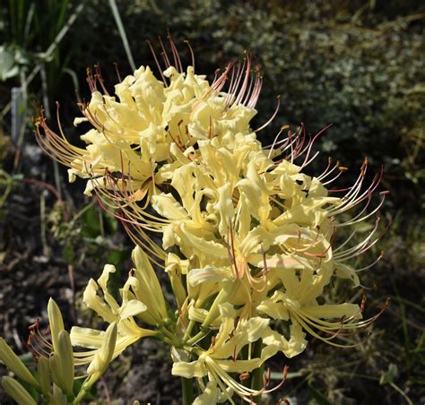 Lycoris aurea (Golden Hurricane Lily, Golden Spider Lily) | North ...