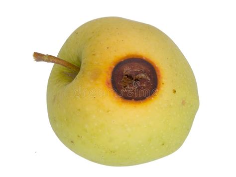 Codling Moth Pest Damage on Apple Fruit Tree. Cydia Pomonella. Stock Image - Image of moth ...