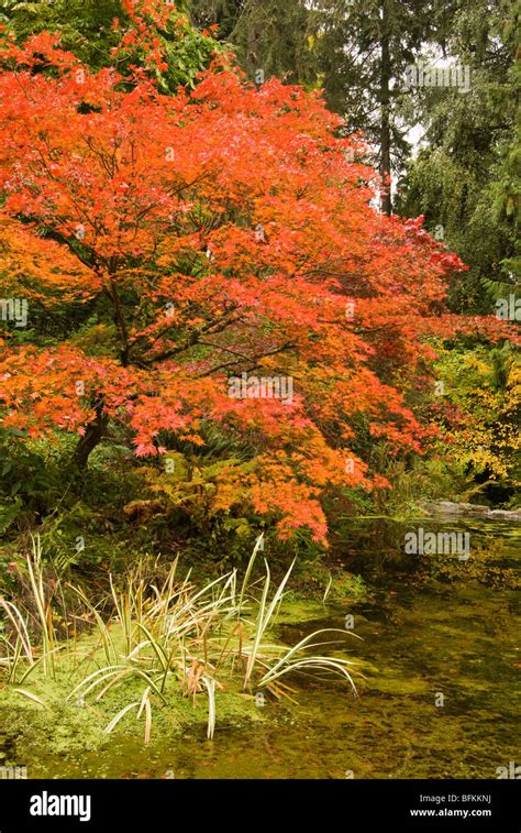 Fall colors in the Washington Park Arboretum of Seattle, Washington Stock Photo - Alamy