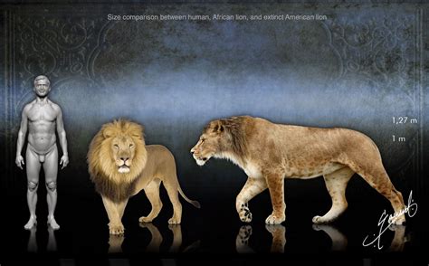 Size comparison between the extinct American lion, an African lion, and ...